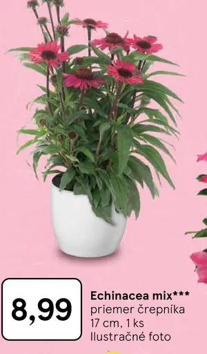 Echinacea mix, črepníková rastlina
