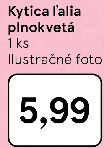 Kytica ľalia plnokvetá