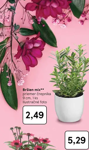 Bršlen mix, črepníková rastlina