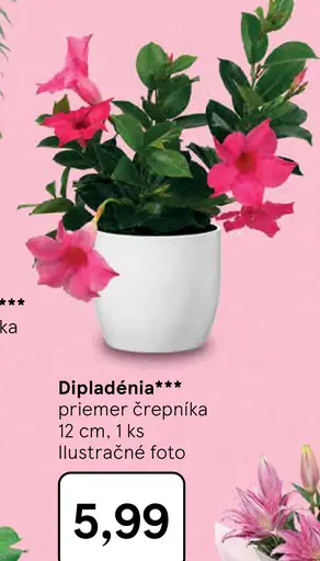 Dipladénia kvitnúca rastlina