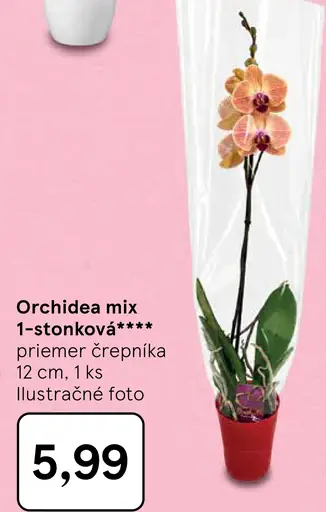 Orchidea mix 1-stonková