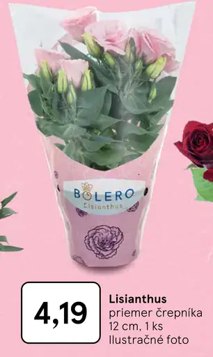 Lisianthus