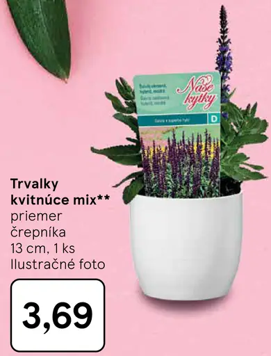 Trvalky kvitnúce mix
