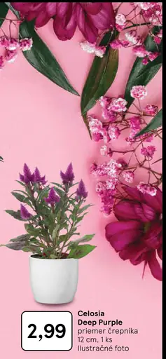 Celosia Deep Purple