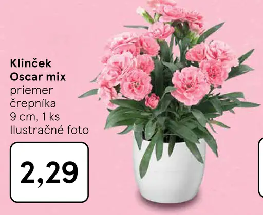 Klinček Oscar mix