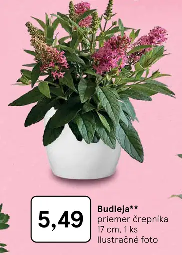 Budleja