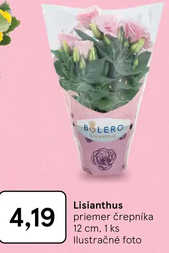 Lisianthus