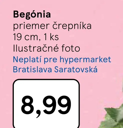 Begónia