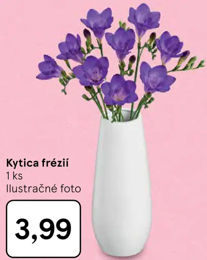 Kytica frézií