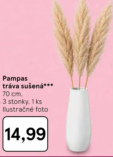Pampas tráva sušená