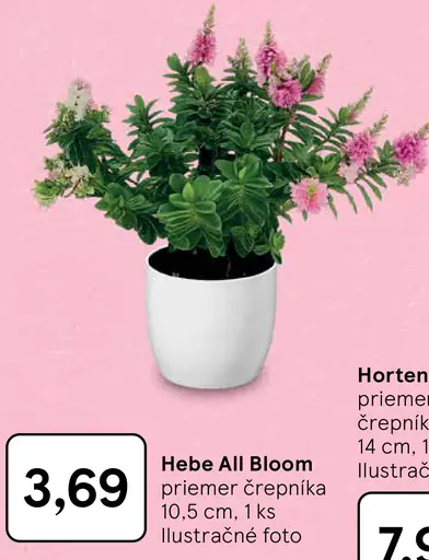 Hebe All Bloom