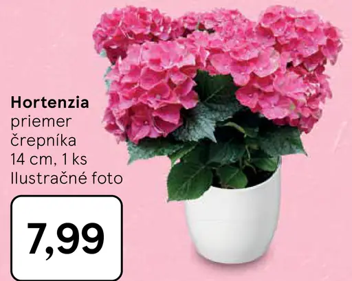 Hortenzia