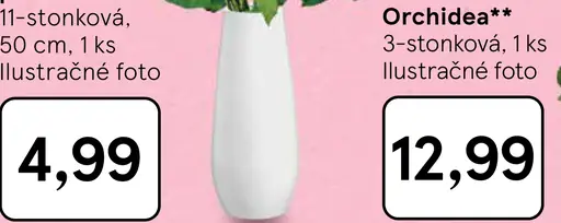 Orchidea