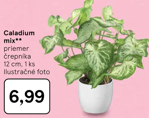 Caladium mix