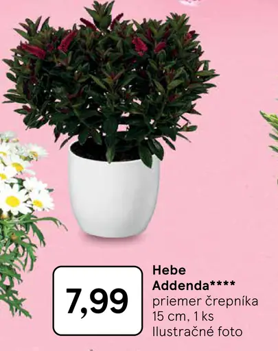Hebe Addenda