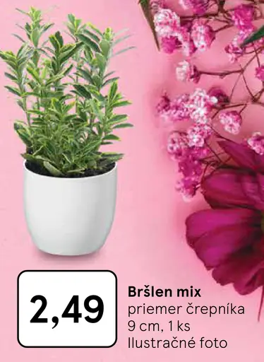 Bršlen mix