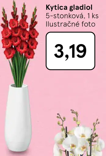 Kytica gladiol