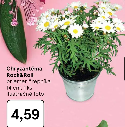 Chryzantéma Rock&Roll