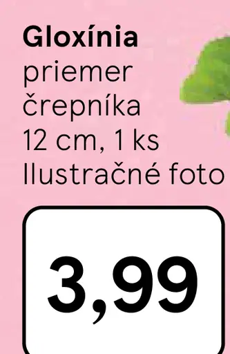 Gloxínia