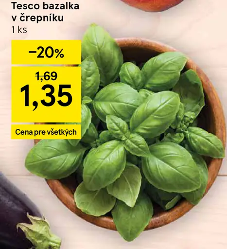 Tesco bazalka v črepníku