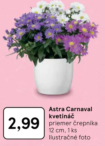 Astra Carnaval v črepníku