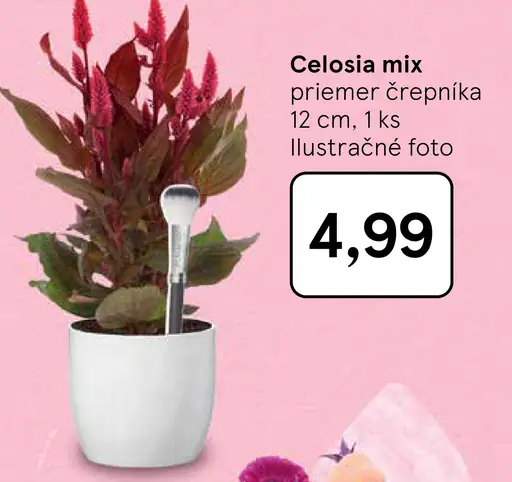 Celosia mix v črepníku