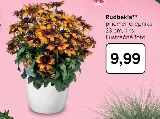 Rudbekia v črepníku