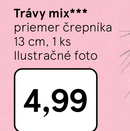 Trávy mix v črepníku