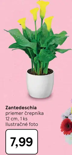 Zantedeschia v črepníku
