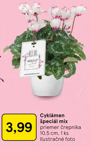 Cyklámen špeciál mix