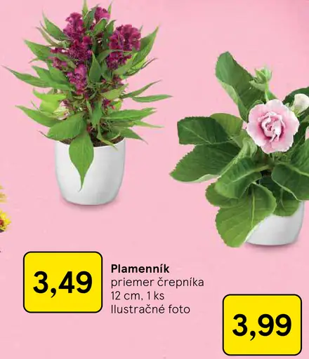 Plamenník