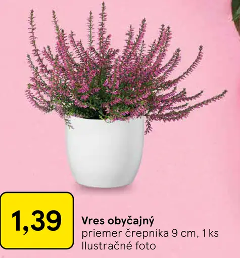 Vres obyčajný