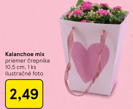 Kalanchoe mix