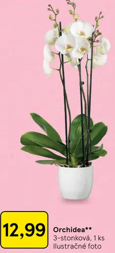 Orchidea