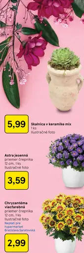 Skalnica v keramike mix