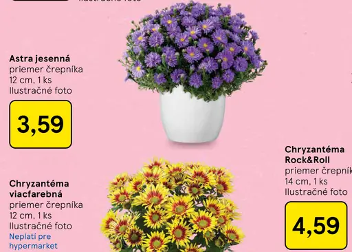 Astra jesenná