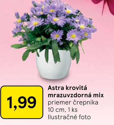 Astra krovitá mrazuvzdorná mix