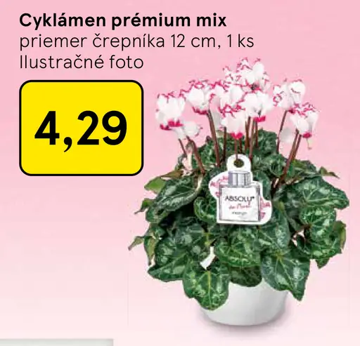 Cyklámen prémium mix