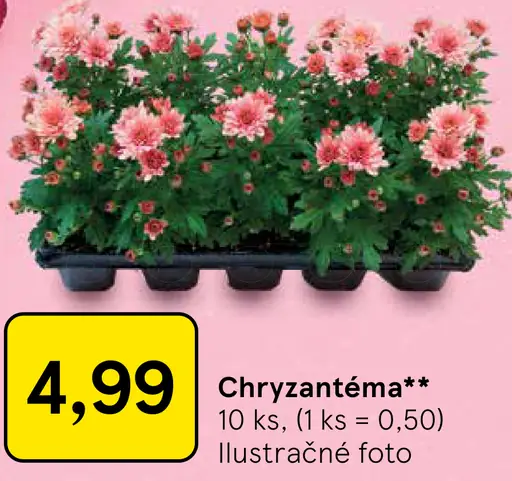 Chryzantéma