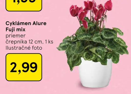 Cyklámen Alure Fuji mix