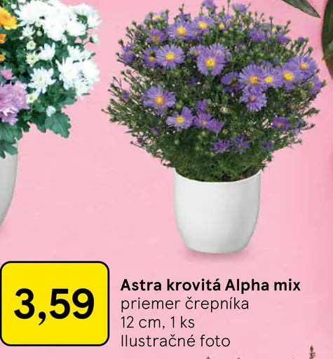 Astra krovitá Alpha mix
