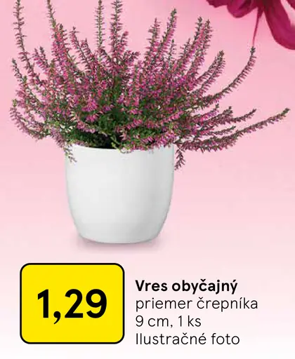 Vres obyčajný