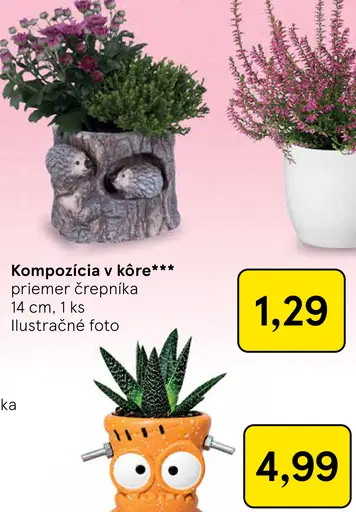 Kompozícia v kôre