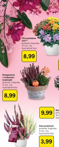 Chryzantéma mix