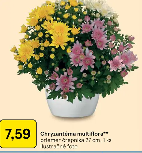 Chryzantéma multiflóra