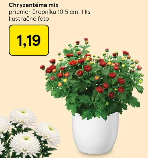 Chryzantéma mix