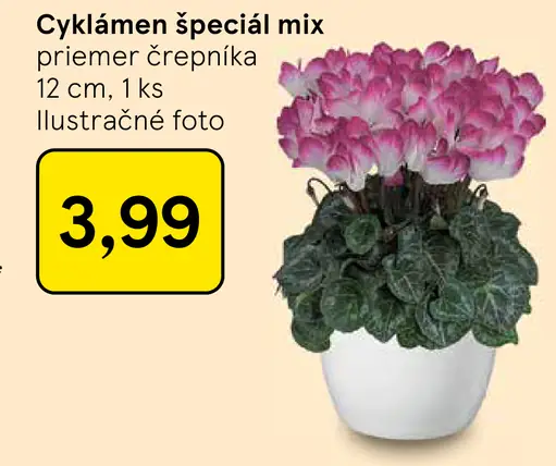 Cyklámen špeciál mix