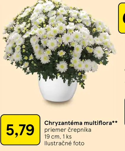 Chryzantéma multiflóra