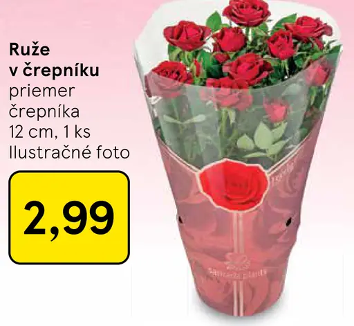Ruže v črepníku