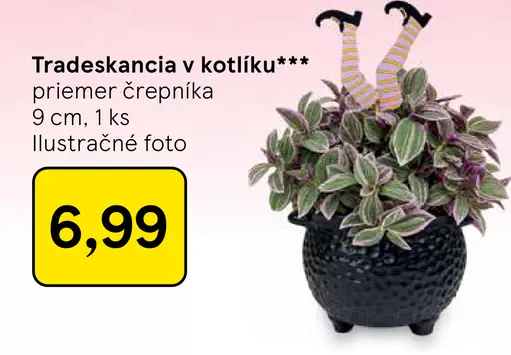 Tradeskancia v kvetináči